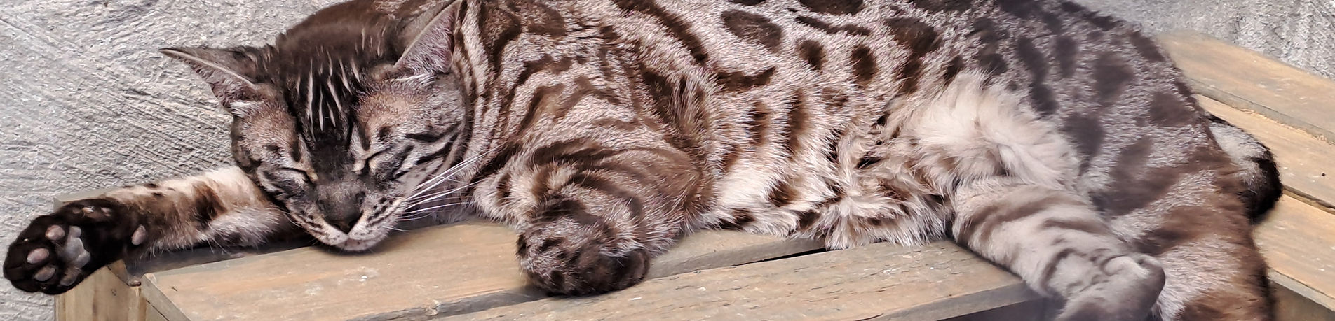 Dierenpension Minouche