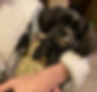 Penelope01.png