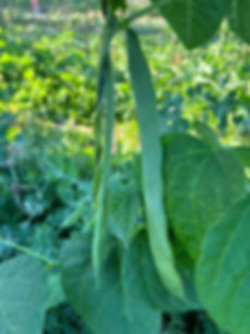 Stringless Beans (Flat beans)