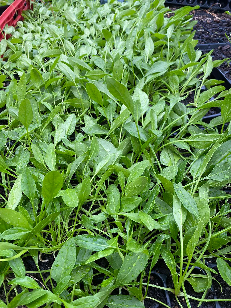 Thumbnail: Baby Spinach