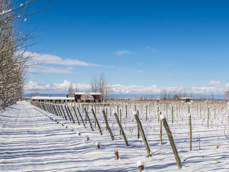 Alterações Climáticas e Vinho