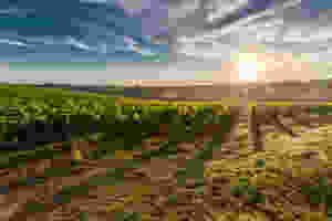 VINHEDOS NA TOSCANA