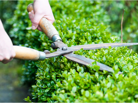 Section 45 proceedings and a Change in the Ownership of the Mark