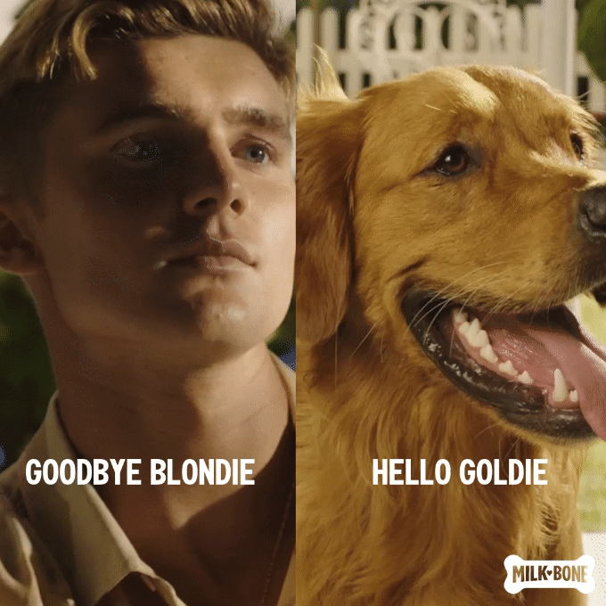 HelloGoldie.gif