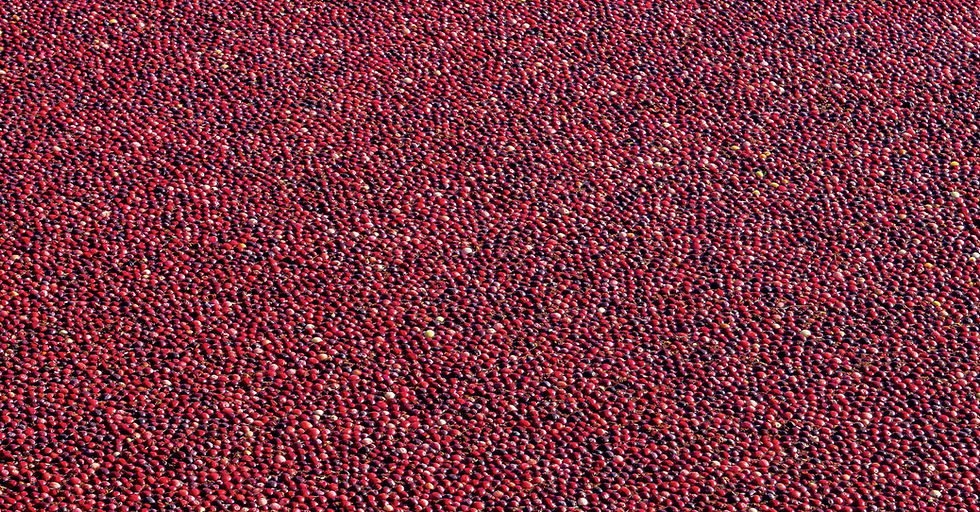 HOW wisconsin CRANBERRIES ARE GROWN