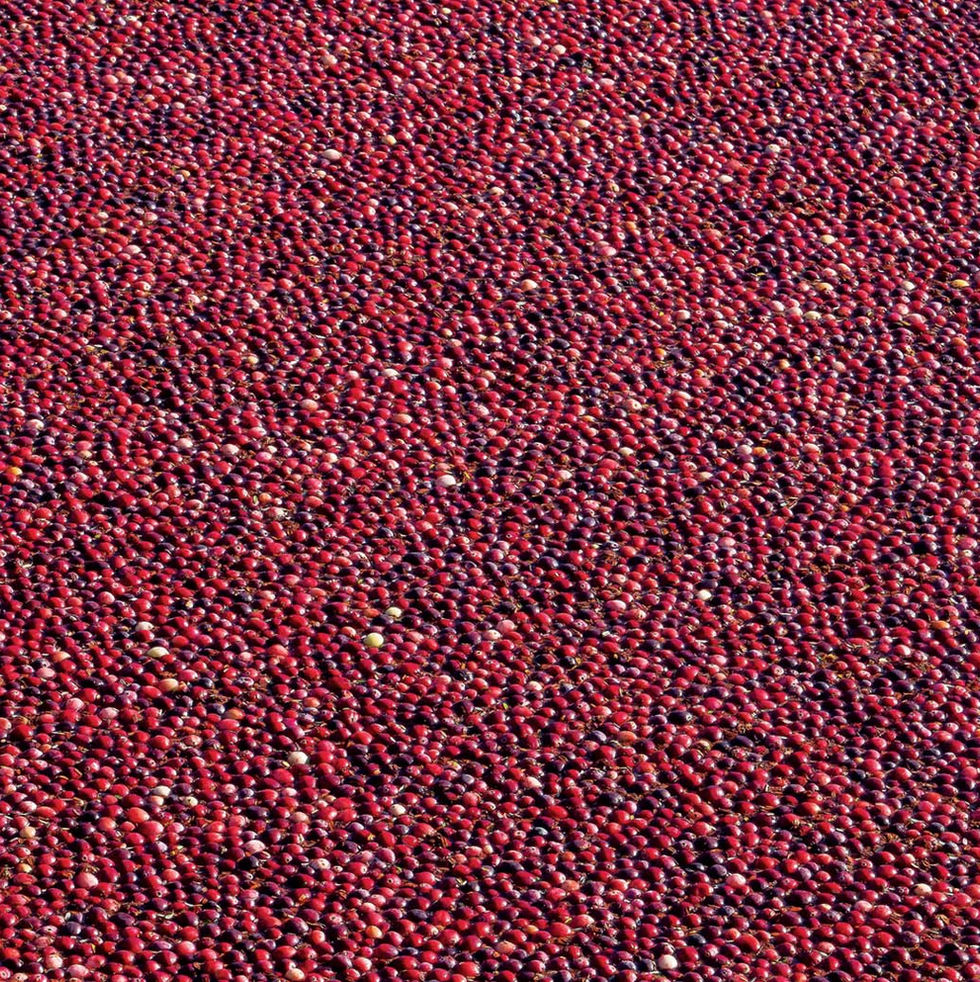 HOW wisconsin CRANBERRIES ARE GROWN