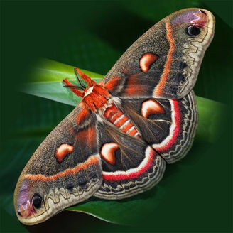 Cecropia Moth