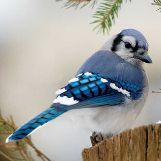 blue jays
