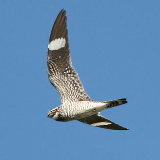 common nighthawk