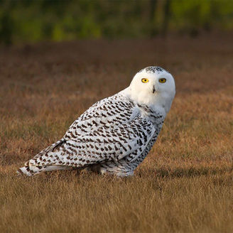 snowy owl
