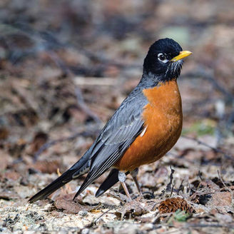 the american robin