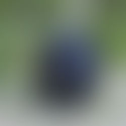 black bear