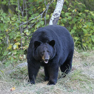 black bear