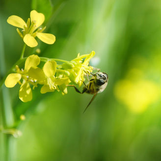 bumble bee