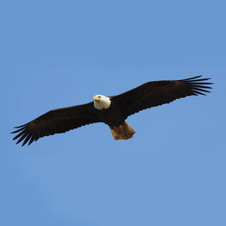 winter eagles in wisconsin