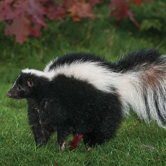 The Striped Skunk: A Noxious Stench