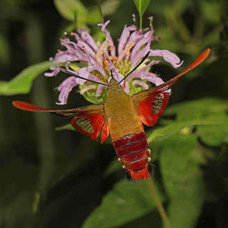 The Hummingbird Clearwing Moth in Wisconsin