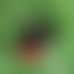 deer ticks