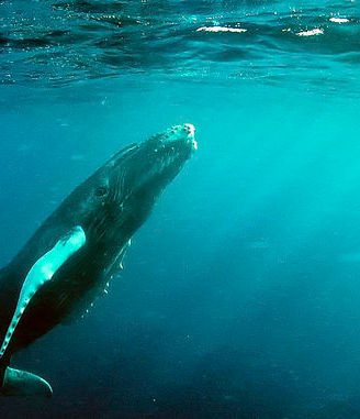 Marine Noise Population Threatens Whale Populations: A Few International Solutions