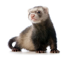 ferret 1.jpg