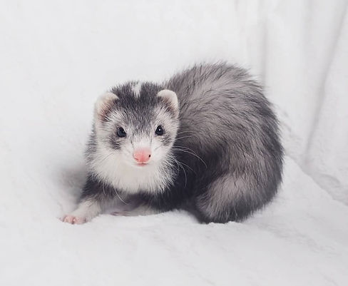 blaze-ferret-june052020-min.jpg