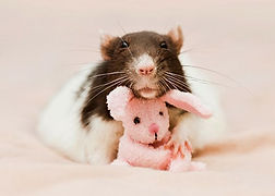 cfea3fb8c95a2fc07269f0f568e16d0b--cute-rats-teddy-bears.jpg