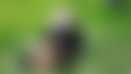 ふわふわ、ぼふん。な動物｜オノマトペから伝わる印象の面白さ