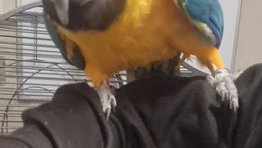 Handtame & Talking B&G MACAW