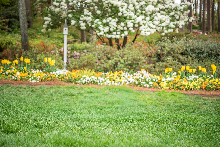 Spring blooms in Raleigh, NC