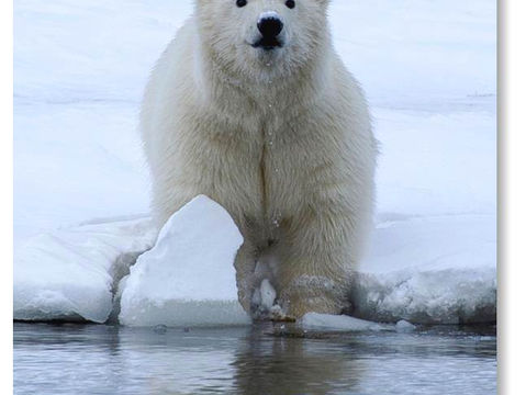 Little Polar Cub