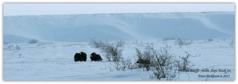 The Arctic
