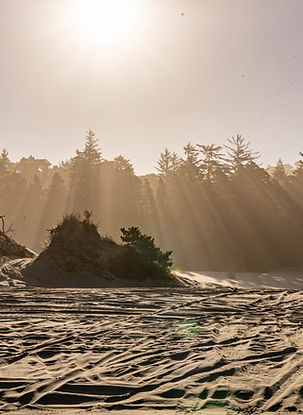 The dunes at dusk