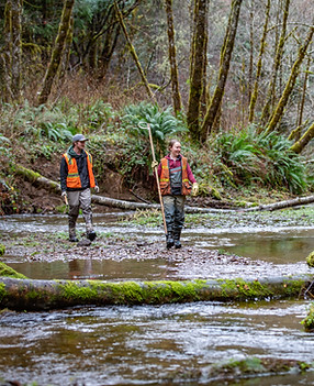 An image of two people walking in a stream, wearing orange vests and monitoring salmon