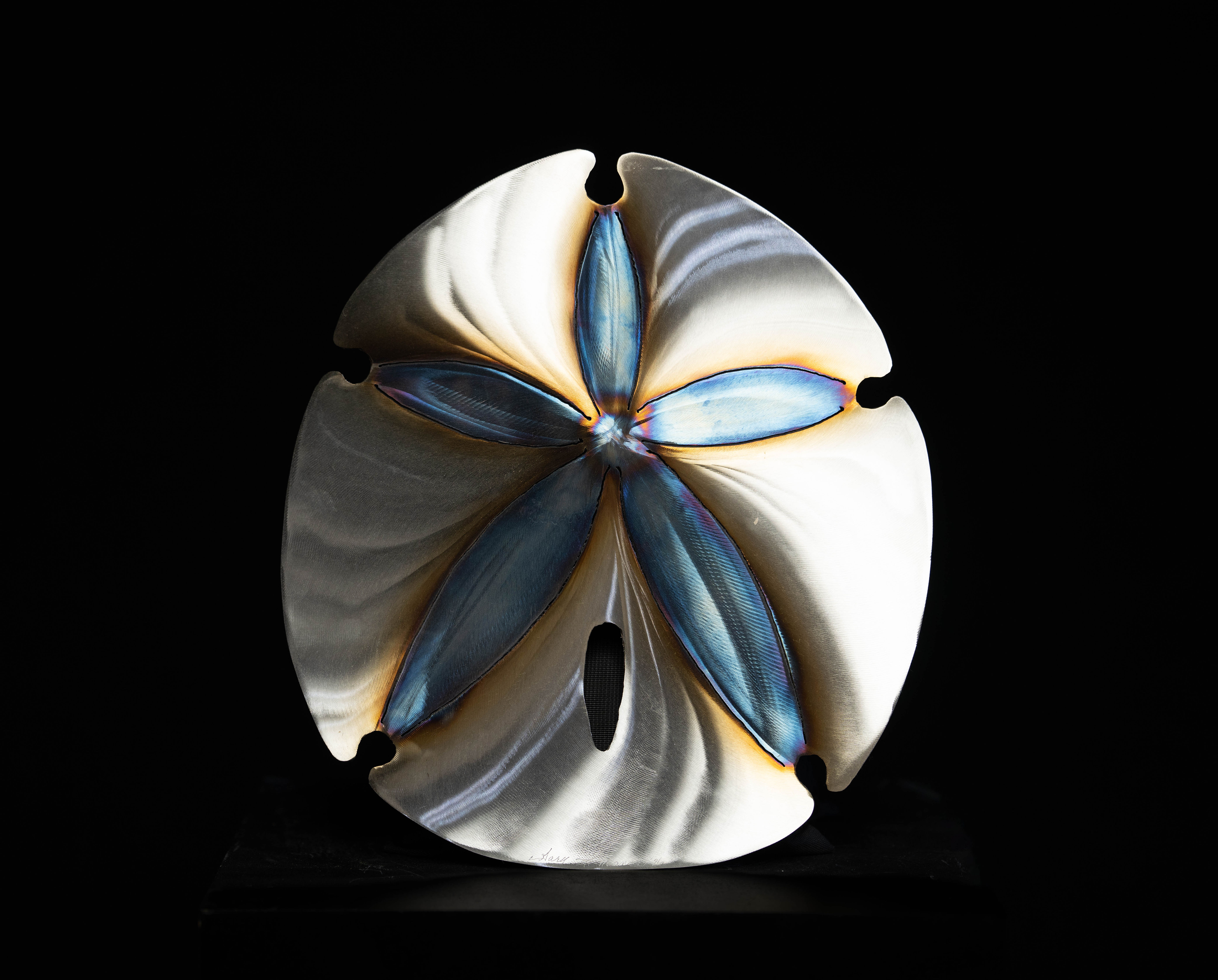 Large Sand Dollar