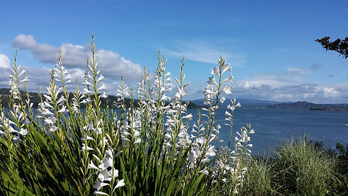 Background Photo - Amy Aguirre.jpg