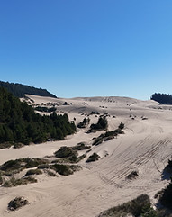 A big sand dune with atv tracks, green bushes and a blue sky in oregon