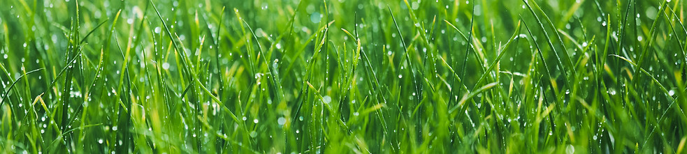 Wet grass