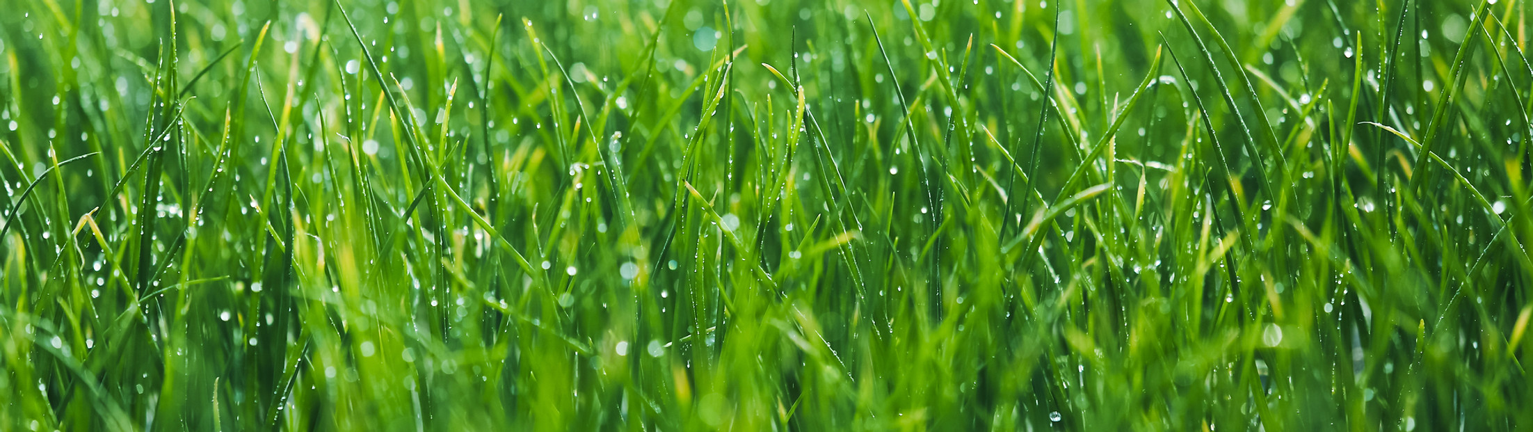Wet grass