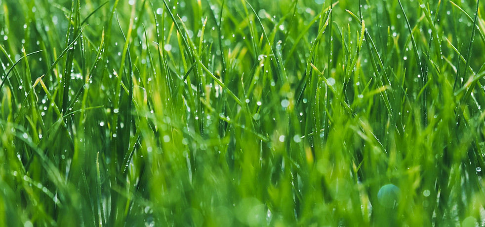 Wet grass