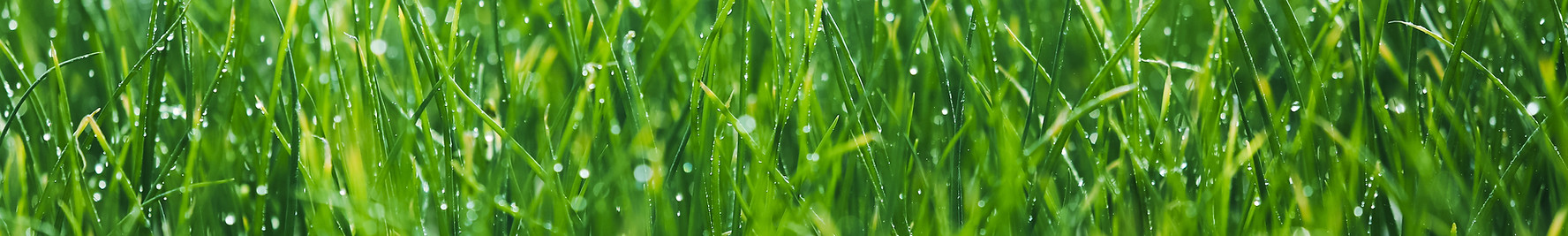 Wet grass