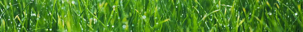 Wet grass