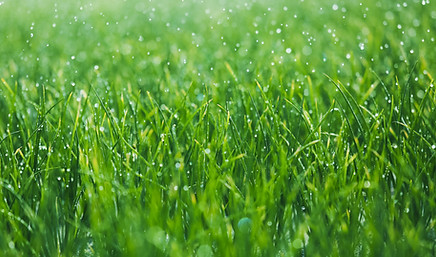 Wet grass