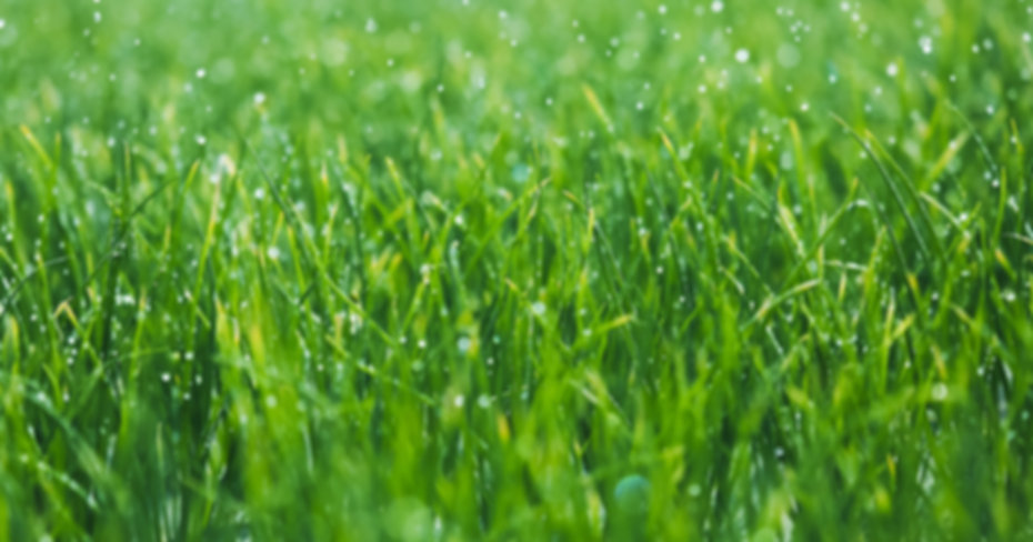 Wet grass
