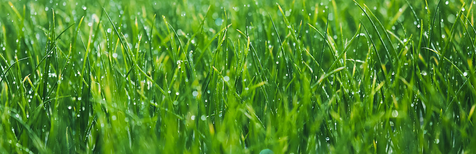 Wet grass