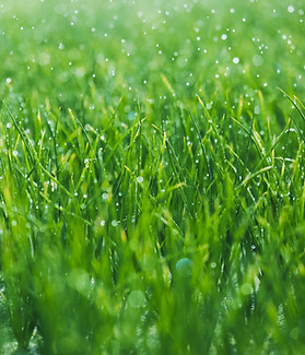 Wet grass