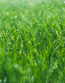 herbe humide