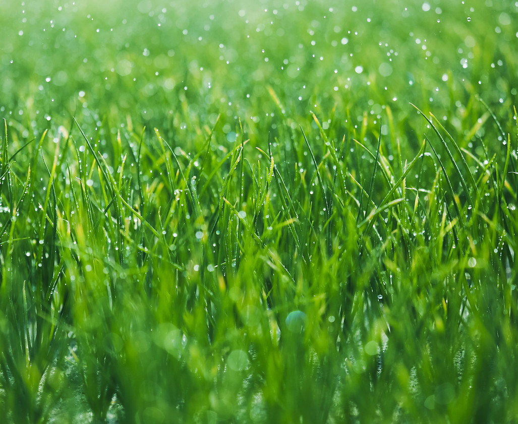 Green Grass