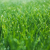 Wet grass