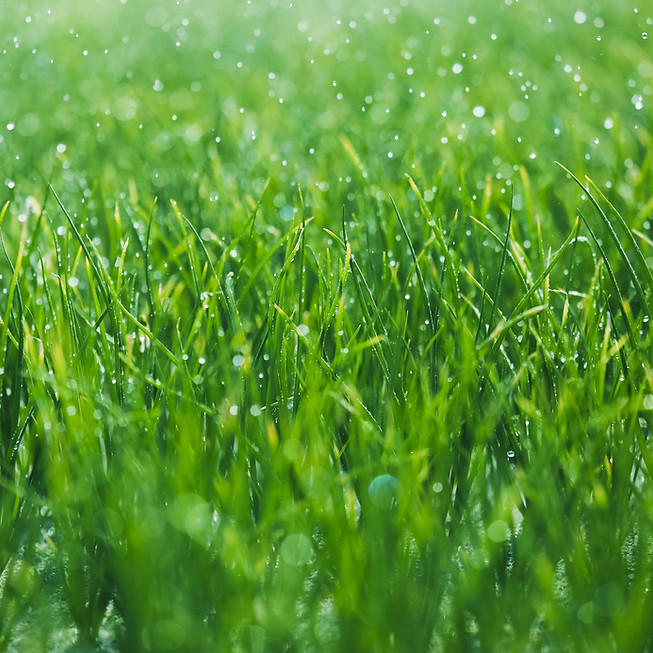 Dewy Grass Closeup