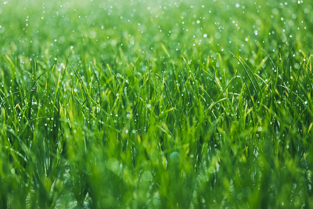 herbe humide
